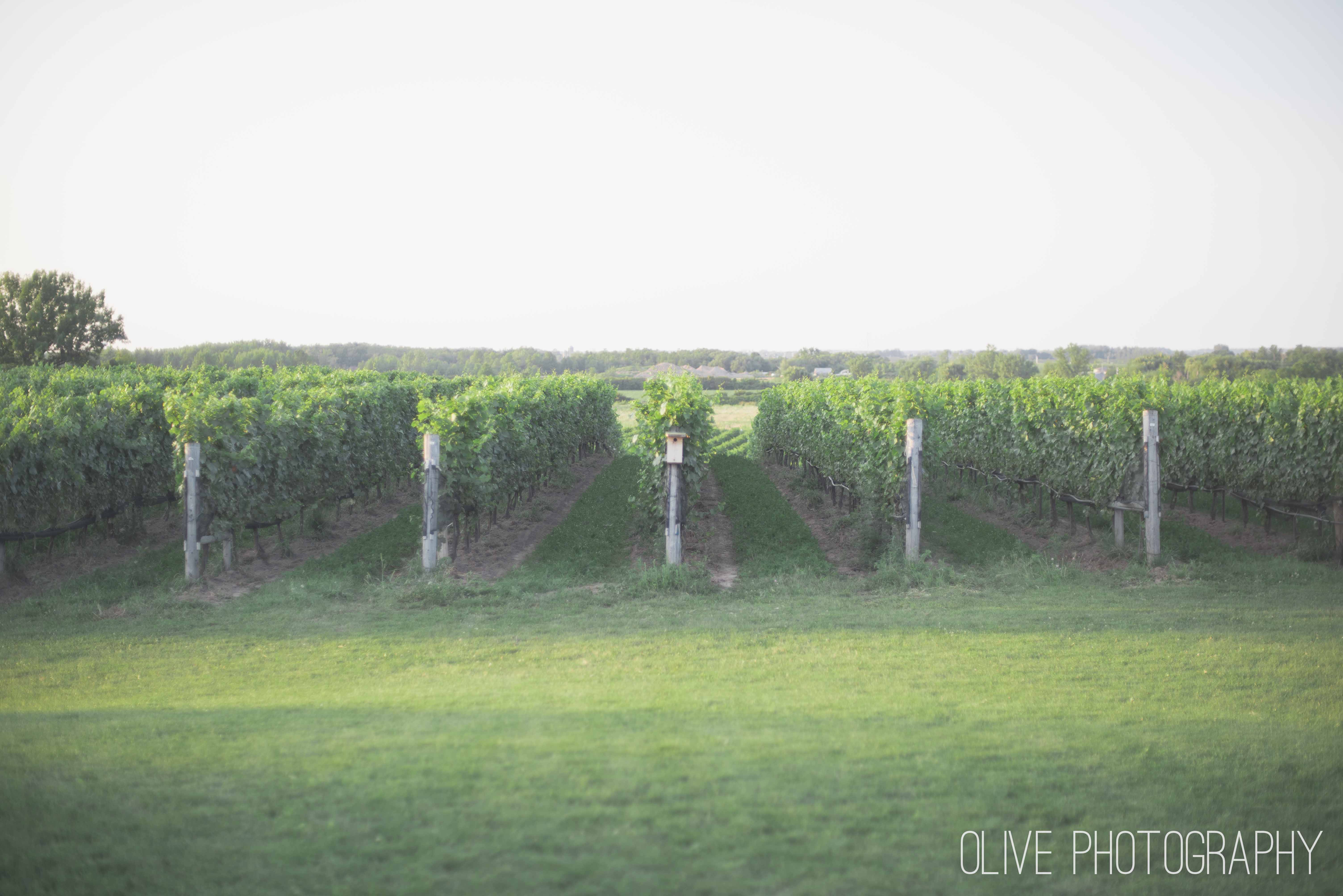 Ravine Vineyard wedding