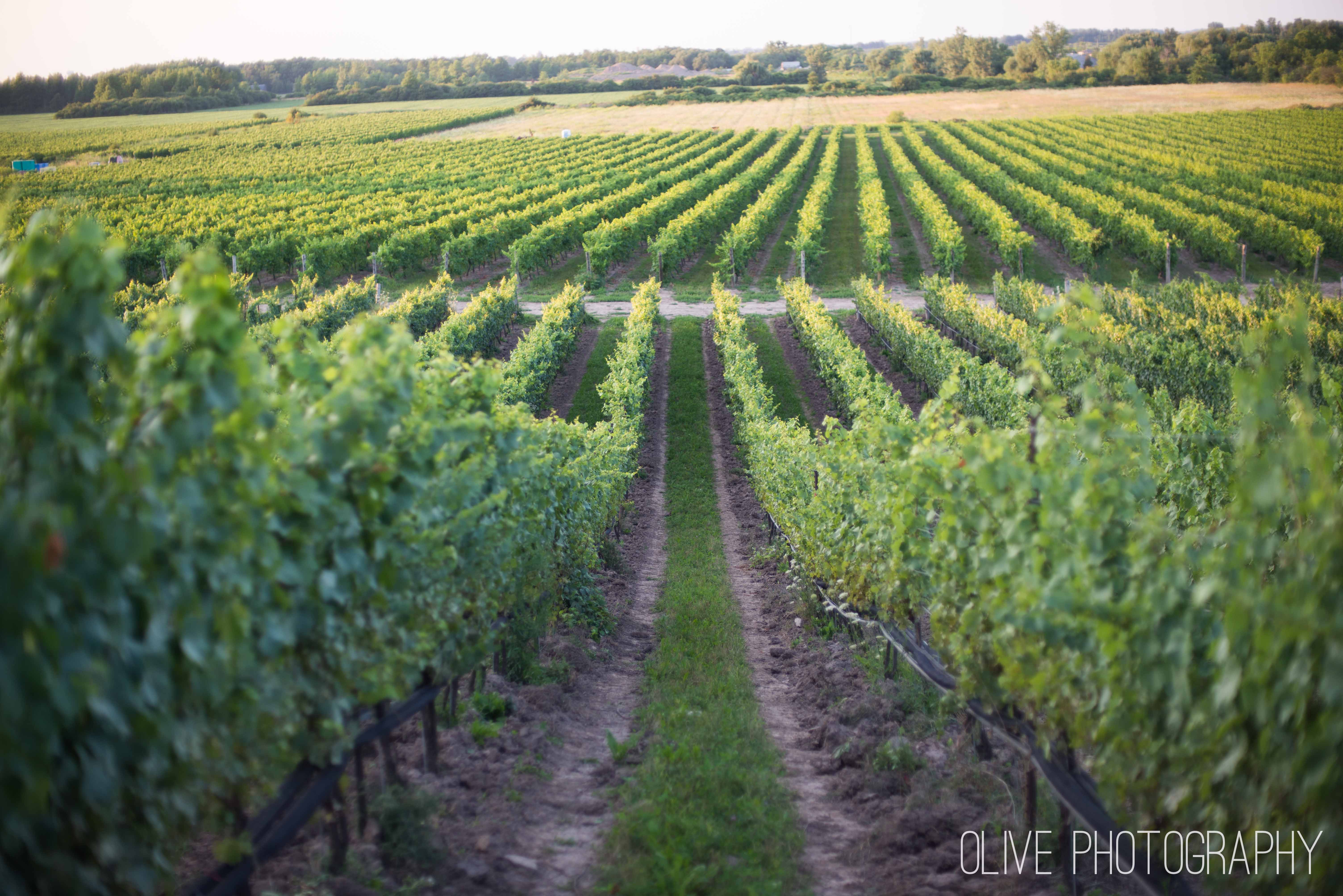 Ravine Vineyard wedding