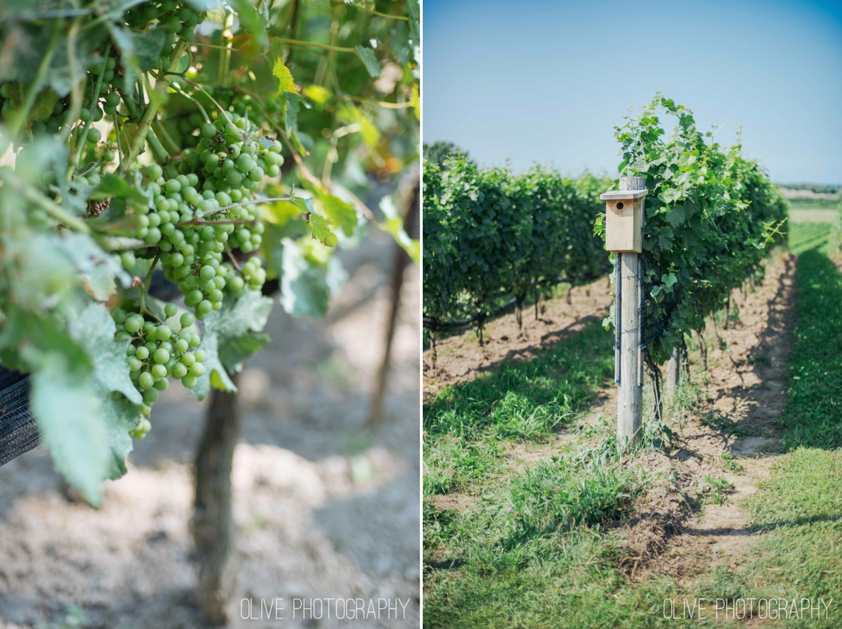 Ravine Vineyard wedding