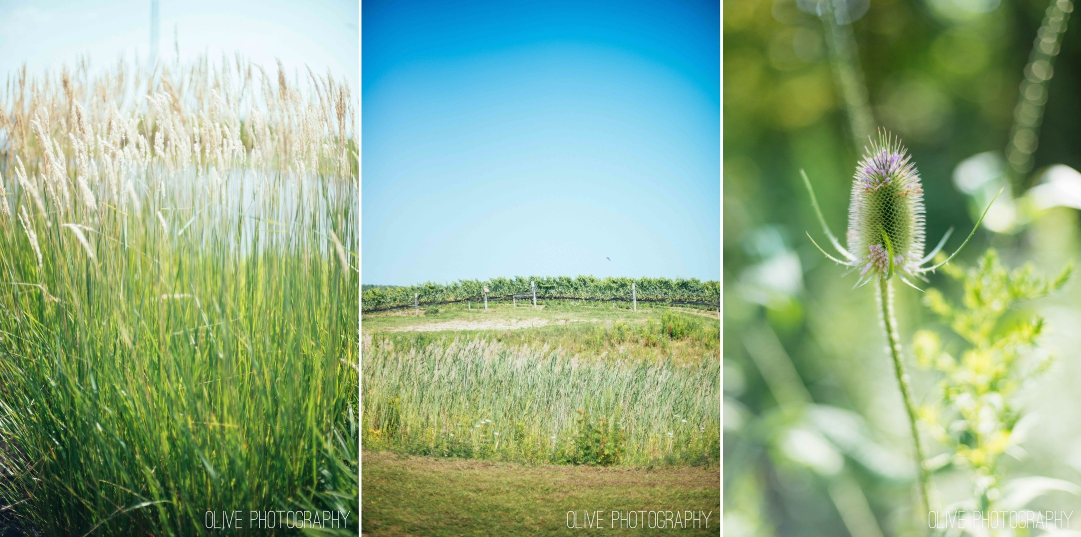 Ravine Vineyard wedding