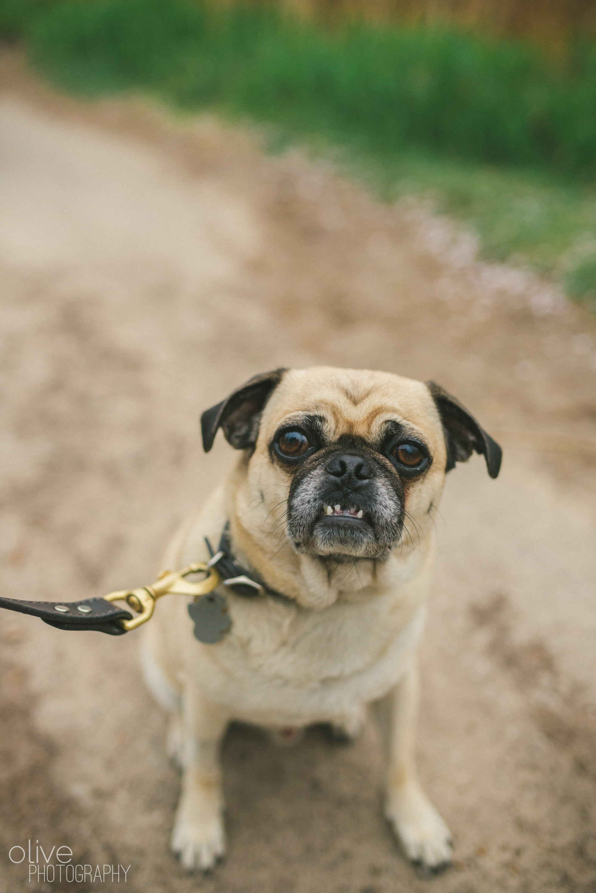 High Park engagement session - Olive Photography Toronto