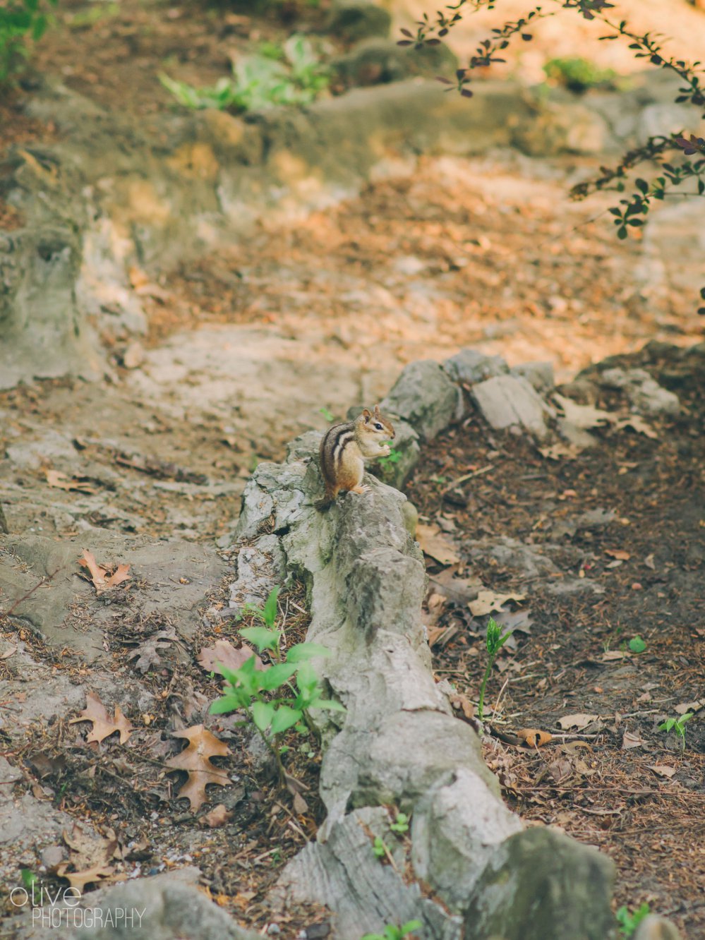 High Park engagement photos - Olive Photography