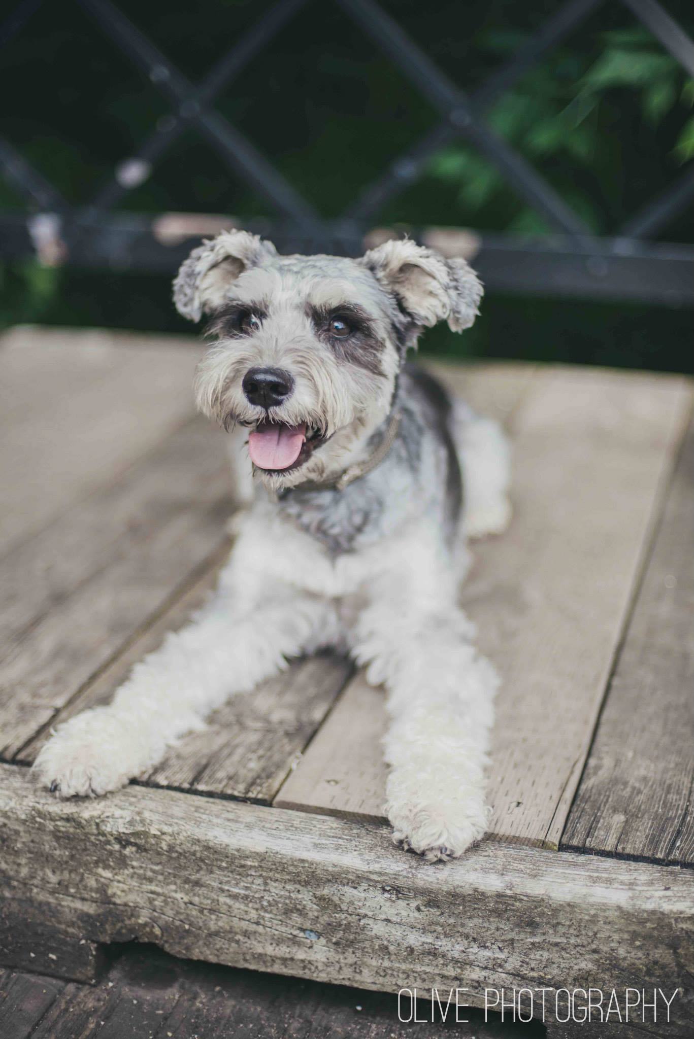 Toronto pet photography