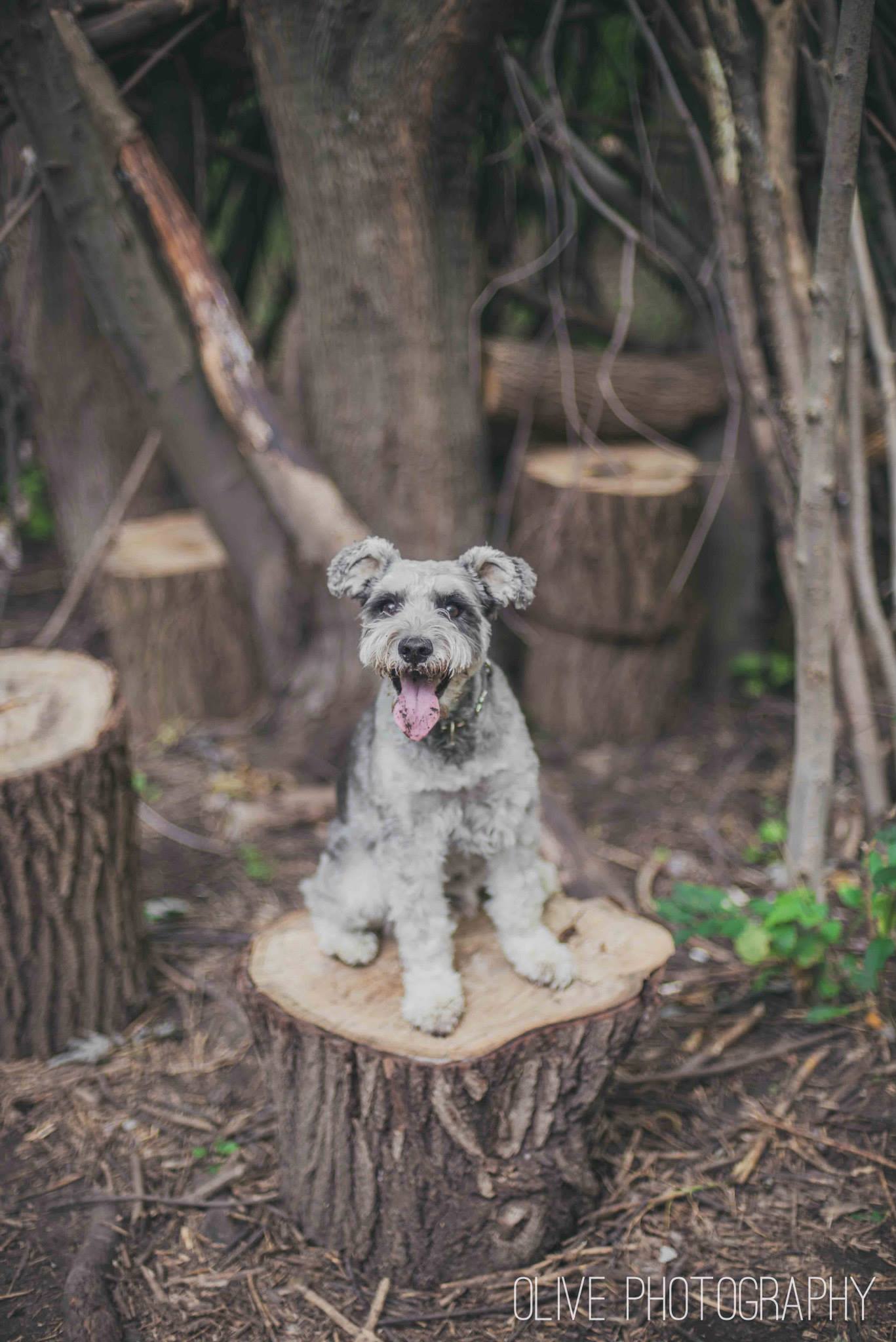 Toronto Pet Photography