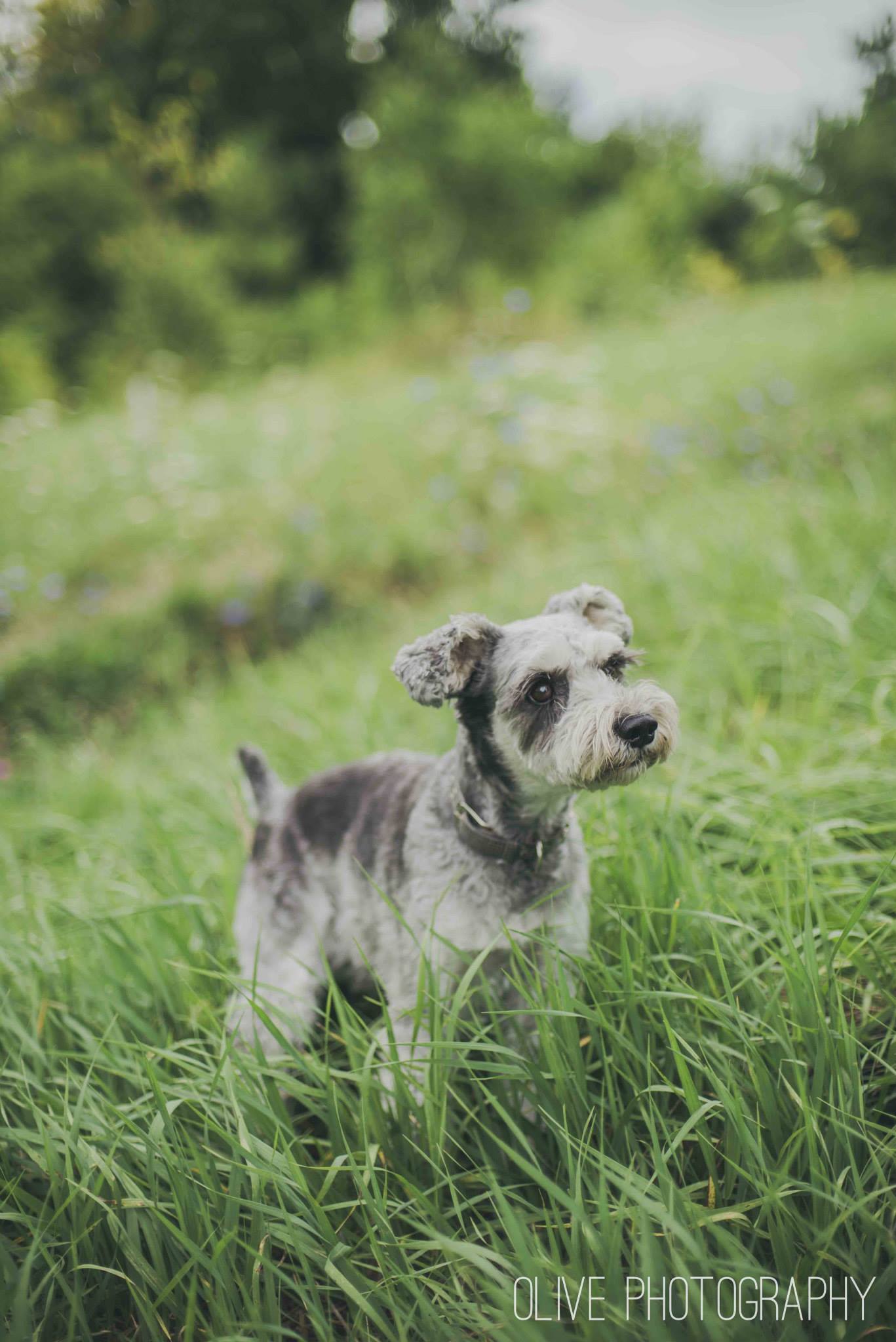 Toronto Pet Photography