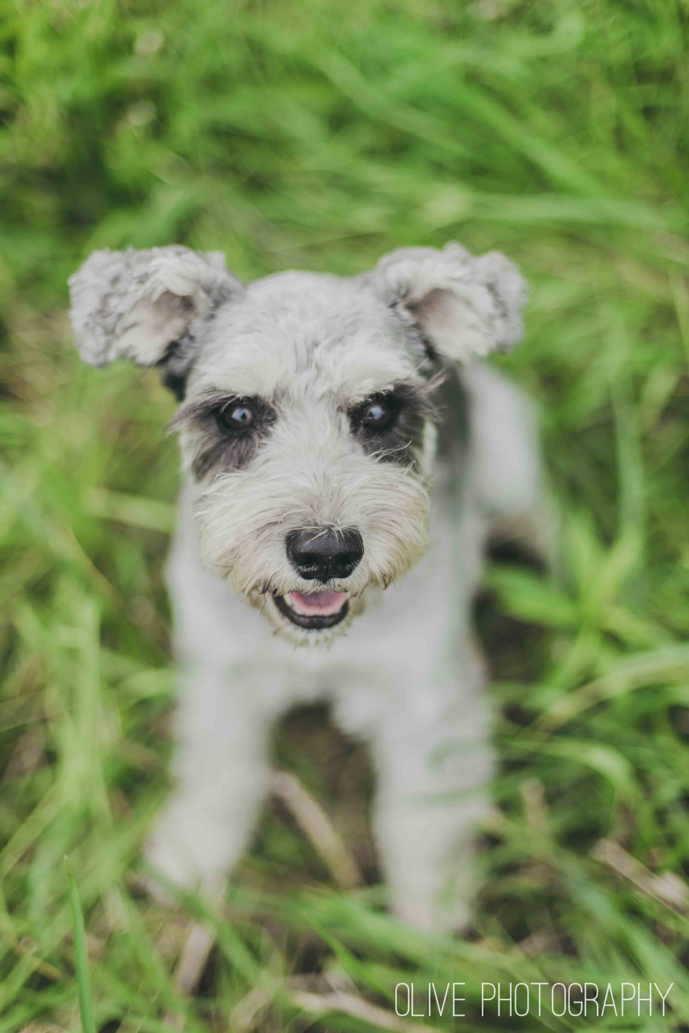 Toronto pet photography