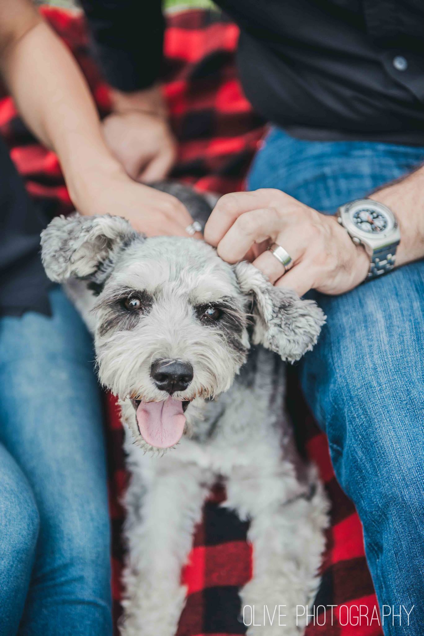 Toronto pet photography