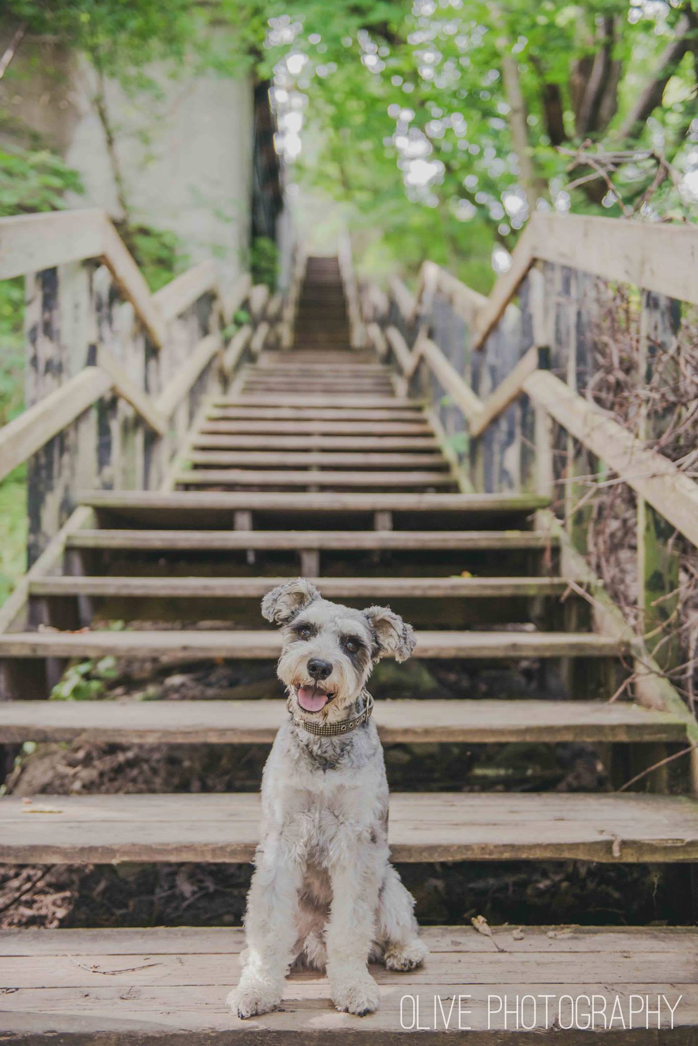 Toronto pet photography