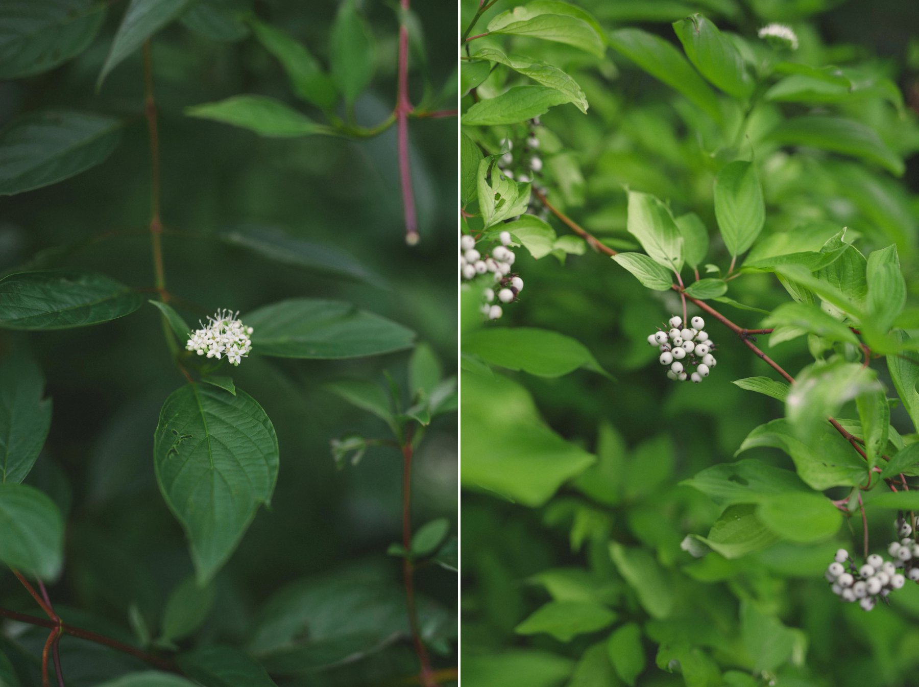 Meghan & Matt's Ancaster Mill Wedding, Hamilton Ontario - by Olive Photography