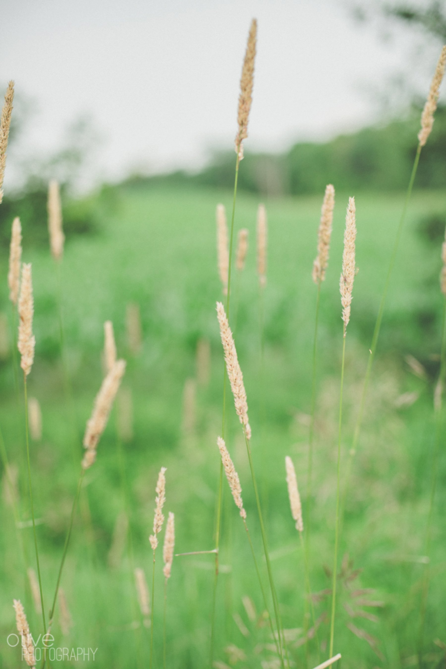 Toronto Wedding Photographer - Olive Photography_0822