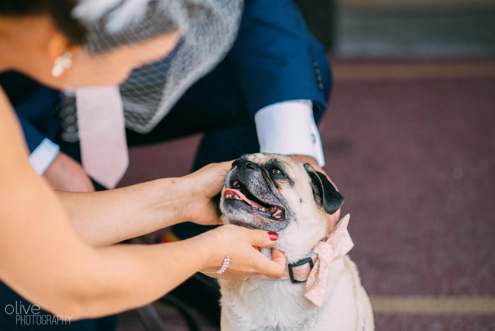 dog wedding photos