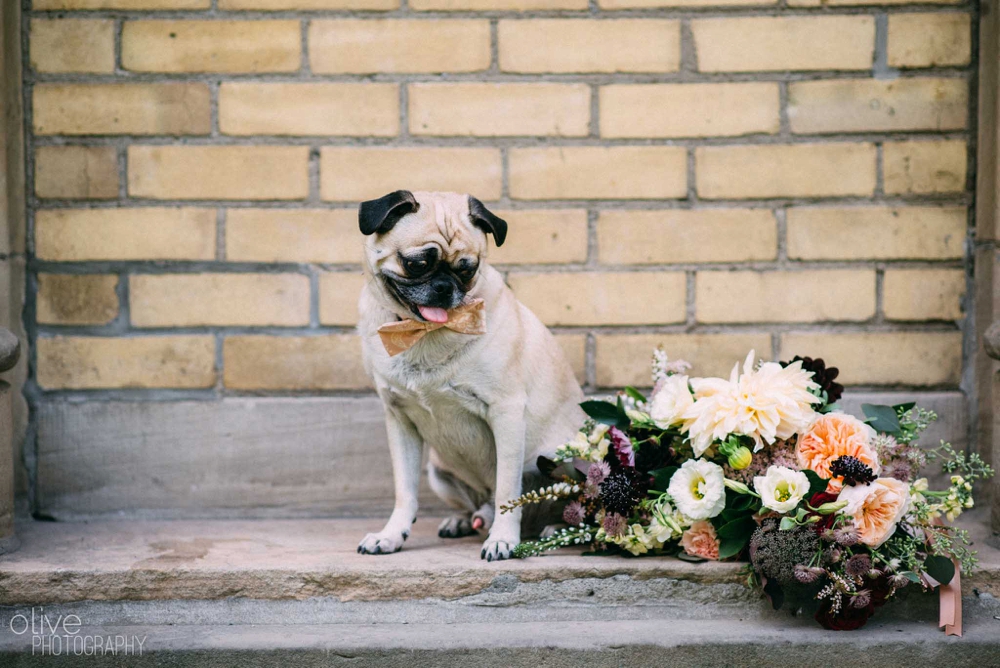 dog wedding photos