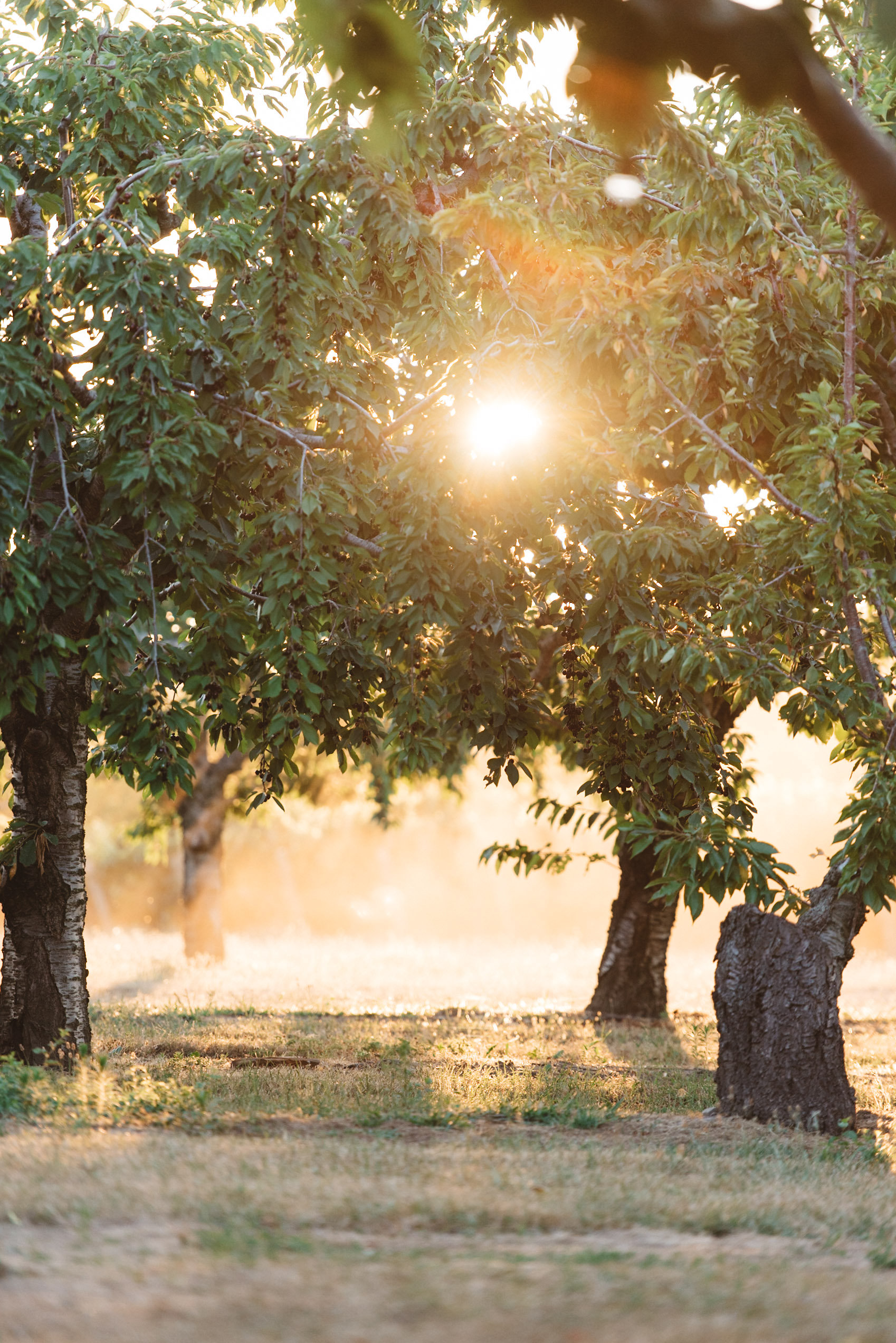 Kurtz Orchards Wedding | Olive Photography Toronto