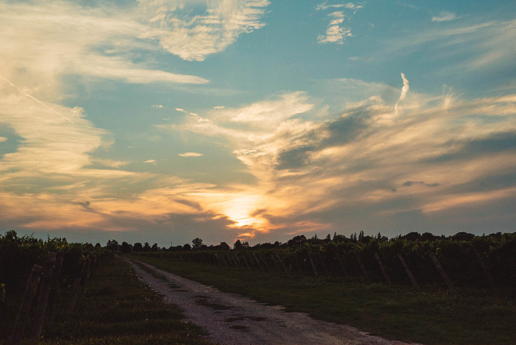 Niagara Vineyard Engagement Session | Olive Photography