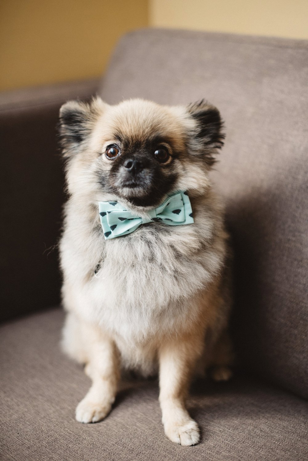 Dog at wedding photos - Olive Photography