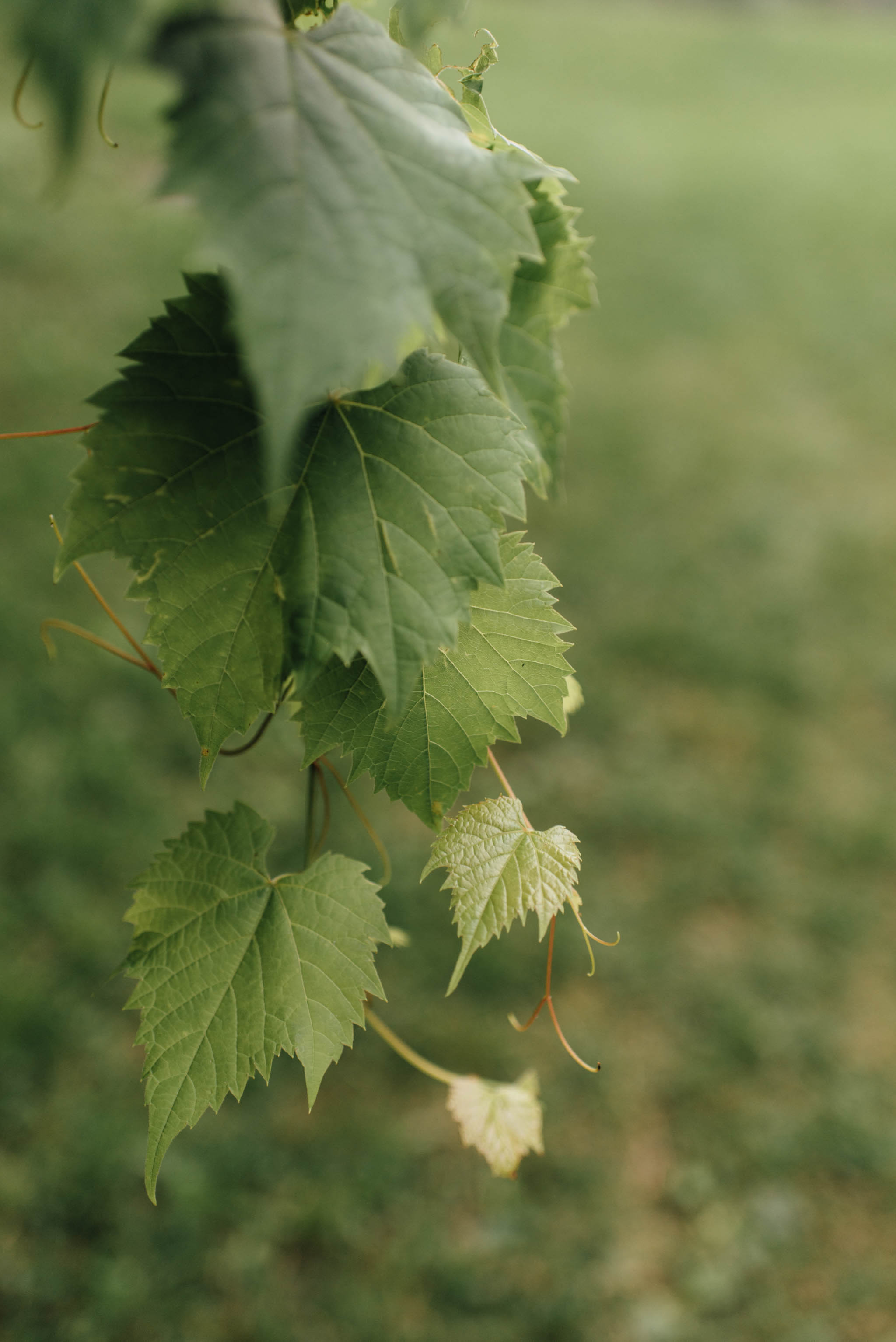 Toronto Ravine Engagement | Olive Photography