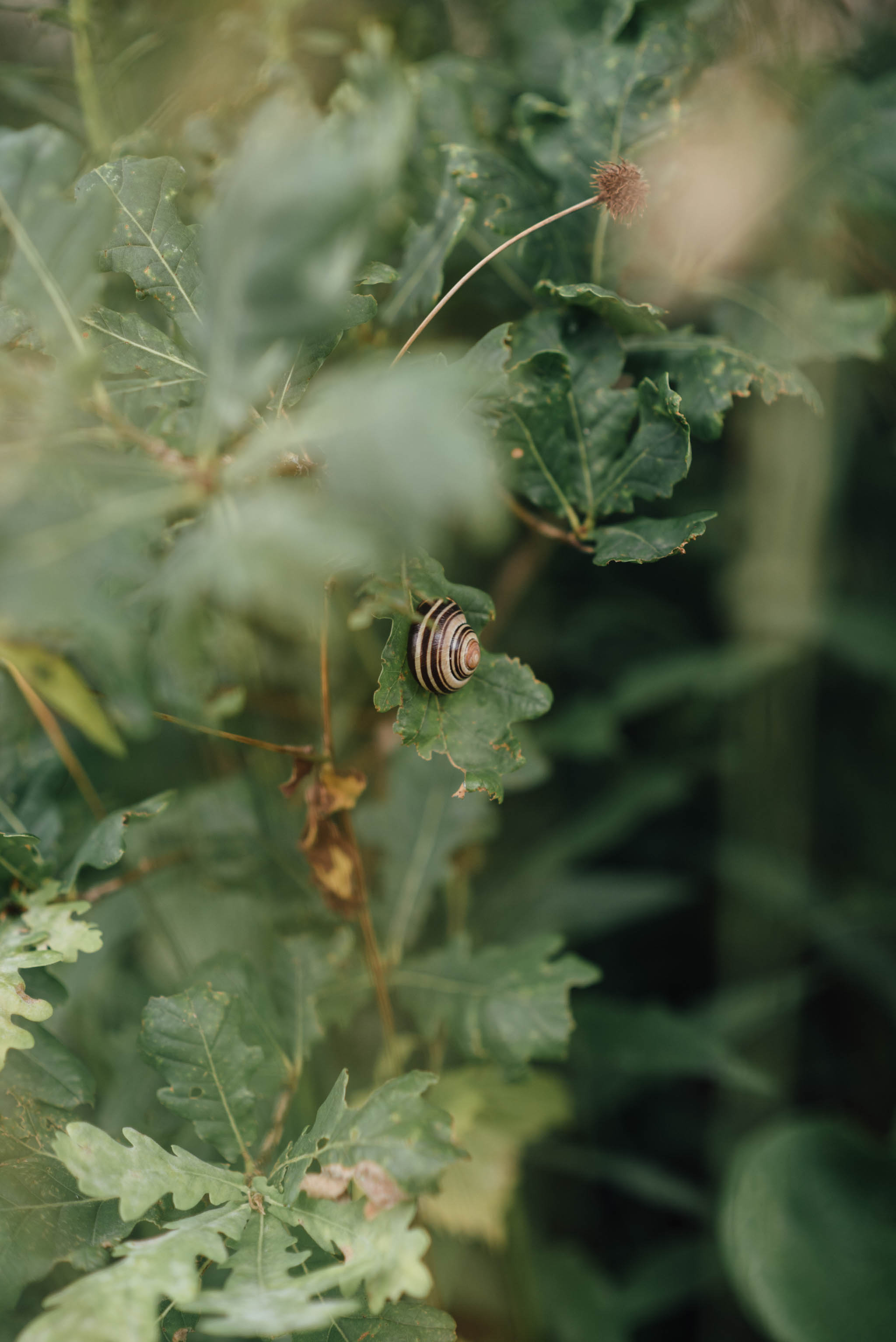 Toronto Ravine Engagement | Olive Photography