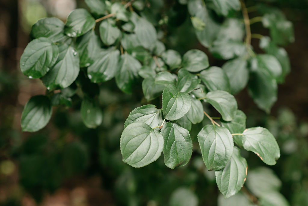 Kortright Centre For Conservation Wedding | Olive Photography Toronto