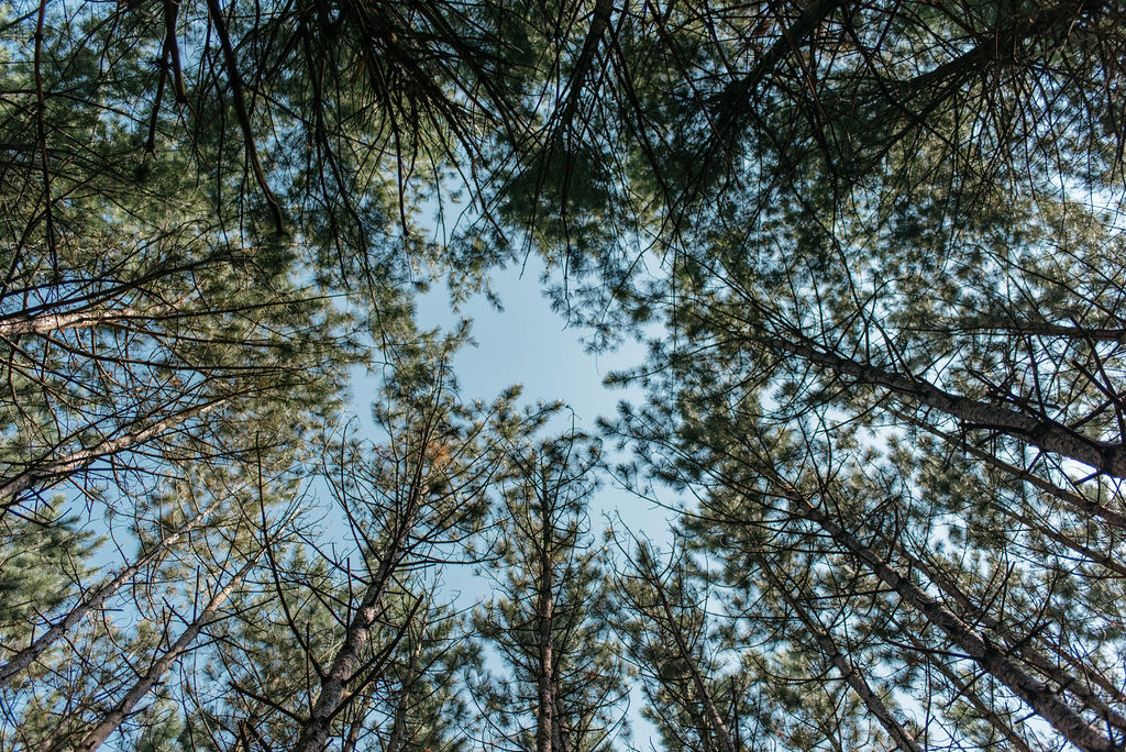 Kortright Centre For Conservation Wedding | Olive Photography Toronto