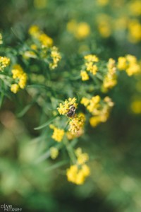 Ontario cottage wedding - Olive Photography