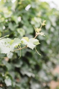 Kurtz Orchards Wedding | Olive Photography Toronto