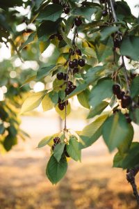 Kurtz Orchards Wedding | Olive Photography Toronto